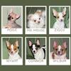 AKC Chihuahua Puppies