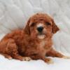 Mini Goldendoodle Female Wendy