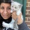 Purebred bicolor lavender point female kitten 7 weeks