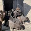 Detroit west cane corso 500