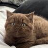 British Shorthair Chocolate Female