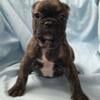 French Bulldog Pups Ready for Furever Homes