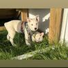White Heeler Pup