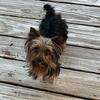 AKC. 2 YORKIE MALES