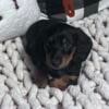 Miniature Dachshund Black & Tan Male