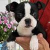 Boston Terrier