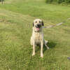 Female Kangal For Sale