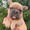 French Bulldog Female #2