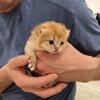 British Shorthairs | Denver, CO