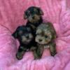 Playful Tcup Yorkie puppies