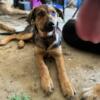 Rehoming rescued puppies German Shepherd/Mix