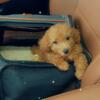 Red toy poodle looking for rehoming