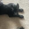 Presa Canario Female – 3mo – Purebred – No BS – Moving Her Fast