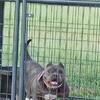 Amazing Female Bully