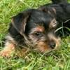 8 week old Yorkie Puppy