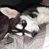 12wk Siberian husky 