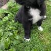 Black Newfoundland female puppy  10 Weeks old
