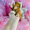 Poodle puppies, Teacup Puppies, Maltese, Chihuahuas, mixed, Poodles, Pomeranians, Maltipoo, Morkies