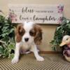 AKC Cavalier king charles spaniel puppies,health tested