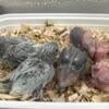 Albino split parrotlets babys