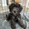 Schnoodle Puppies for sale