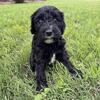 Mini Labradoodles