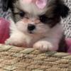 Beautiful Shih Tzu/Pomeranian mix puppies