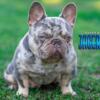 Female French Bulldog