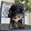 * Bimbo the Cavapoo *