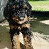 Goldendoodle Puppies: Very Rare (1) Merle, (2) Parti, Black, Caramel, Phantom.