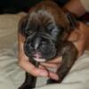 6 week old purebred MALE  BOXER PUPPIes! Updated pictures!