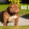 Extreme pocket American bully puppies