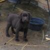 AKC pedigree Labrador Retriever puppies ready to take home October 7th. Blacks, Chocolates and Charcoals available!
