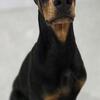 Doberman