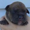 Bully pups