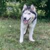 10 month old female Alaskan malamute