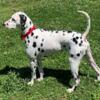 Dalmatian stud available