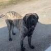 English Mastiff Stud service available