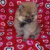 CKC Pomeranian puppies