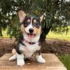 Aca Pembroke Welsh Corgi puppies