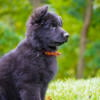 Outstanding Solid Black Longcoat German Shepherd pup