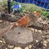 One year old red golden pheasant male