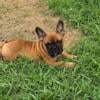 AKC Frenchie puppy ready for loving home