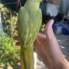 Indian Ringneck Green Pied Violet For Sale