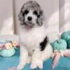 Standard poodle puppies