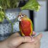 Green Cheek Babies Various Colors