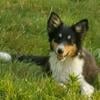 Female Sheltie Border Collie (Shollie) Puppy