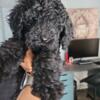 Black moyen poodle 3 month puppy female medium breed