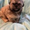 Dogs puppies Shih Tzu for sale