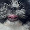 Shih-Tzu puppy